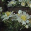 Von Maur Peonies2