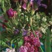 Rose Frantzen Purple Flowers