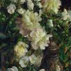 Rose Frantzen White Flowers