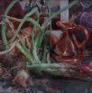 stilllifeWithVermeer